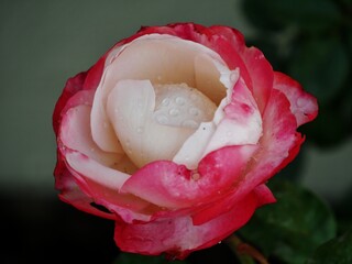 Blühende Rosenblüte