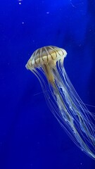 Jellyfish swimming majestically 