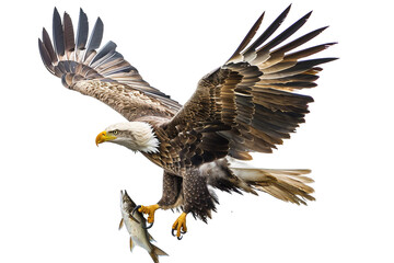Impressive eagle with fish in talons on a clear white background
