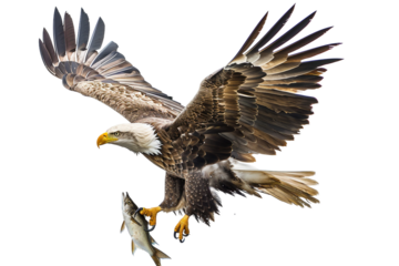 Impressive eagle with fish in talons on a clear white background