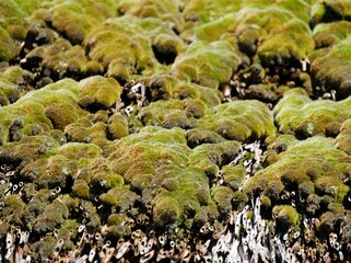 Moos auf Strohdach