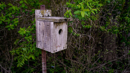 bird house in the forest