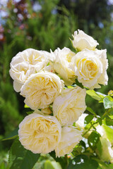 Beautiful blooming rose bush with white, ivory flowers close up, macro outdoor in sunny day