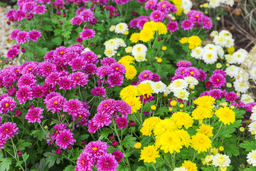 Obraz premium Fresh bright pink, white and yellow chrysanthemums bushes in autumn garden