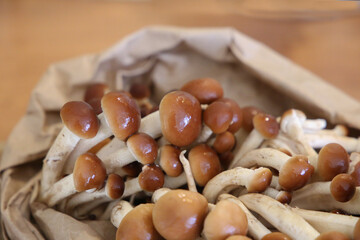Armillaria mellea, commonly known as honey fungus - a basidiomycete fungus or honey mushrooms.