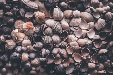 Many large beautiful seashells are laid out evenly on a white background. Natural texture, top view.