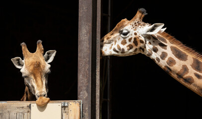 Rothschild's giraffe Giraffa camelopardalis camelopardalis captive animals © © Raymond Orton