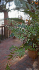 Vibrant green fern fronds, nephrolepis exaltata, flourish in a terracotta pot on a brick patio.