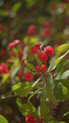 Obraz premium Close-up of red euphorbia milii flowers, also known as crown of thorns, against a blurred green foliage background.