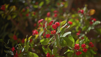 Fototapeta premium Close-up of the red flowers and green leaves of euphorbia milii, also known as the crown of thorns plant.