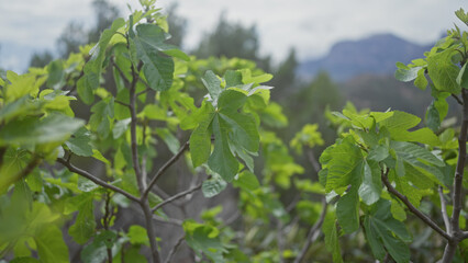 Close-up of lush green fig leaves, ficus carica, in a mediterranean grove with soft focus mountains in the background