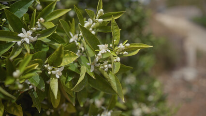 Close-up of a blossoming citrus sinensis, revealing the delicate white flowers and vibrant green leaves in nature.