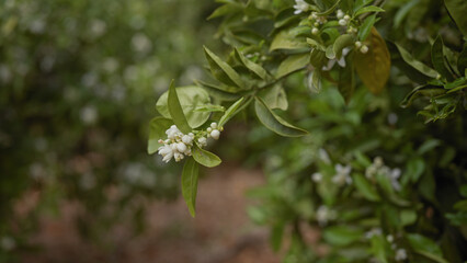 Close-up of white citrus blossoms on an orange tree, citrus sinensis, showcasing nature's renewal in spring.