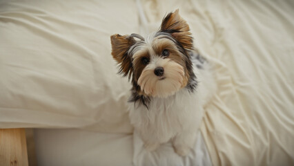 Adorable biewer terrier puppy sitting on a soft bed in a cozy indoor setting, looking attentive and cute.