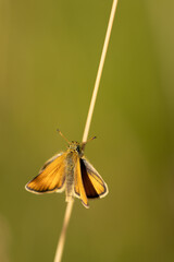 A European skipper (Essex skipper, Thymelicus Lineola) sitting on a haulm