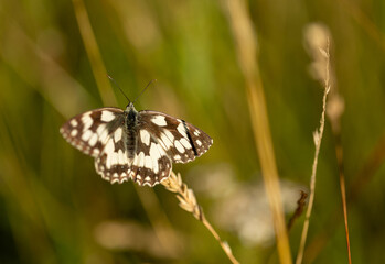 A marbled white (Melanargia galathea) sitting on a haulm