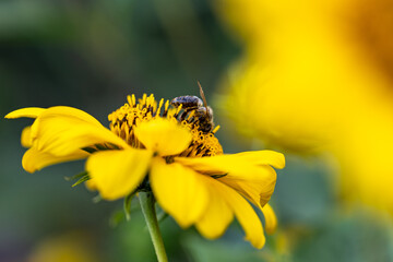 Close-up of a bee (apiformes) harvesting pollen on a a sunflower (helianthus annuus) in full bloom
