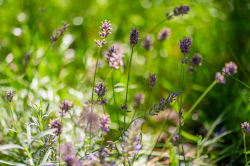 Lawenda, lavender © Studio RMW