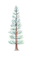 Pine tree illustration design