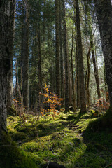 Obraz premium pine forest in autumn