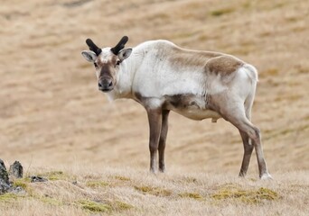 Obraz premium Wildlife in Iceland,