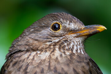 Common Blackbird (Turdus merula) - Spotted in Father Collins Park, Dublin, Ireland