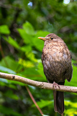 Common Blackbird (Turdus merula) - Spotted in Father Collins Park, Dublin, Ireland