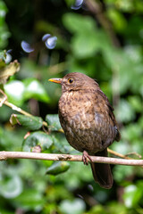 Common Blackbird (Turdus merula) - Spotted in Father Collins Park, Dublin, Ireland