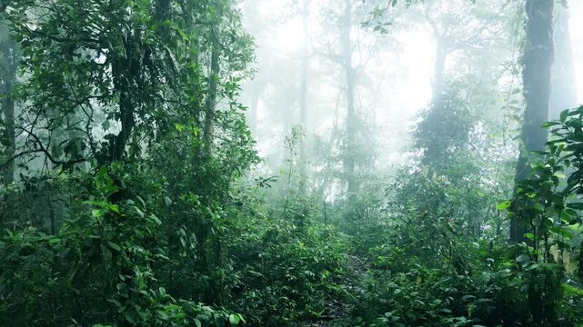 rone shot of beautiful misty tropical forest view