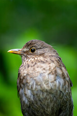 Common Blackbird (Turdus merula) - Spotted in Father Collins Park, Dublin, Ireland