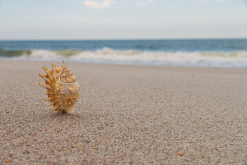 Sea shell on the sand near the ocean water close-up. Horizon line. Space for text.
