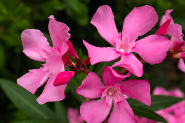 Blooming oleander with pink flowers, close-up. Flower background for publication, poster, calendar, post, screensaver, wallpaper, cover, website. High quality photo