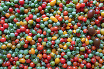 Background from tomatoes, close-up. Red yellow green cherry tomatoes for publication, poster, screensaver, wallpaper, postcard, banner, cover, post. High quality photo