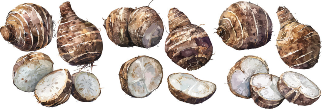 taro watercolor clipart