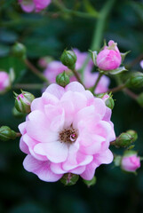 Obraz premium delicate rose among green leaves and buds