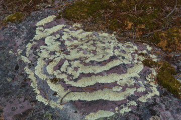 Lichen on stone in pine forest