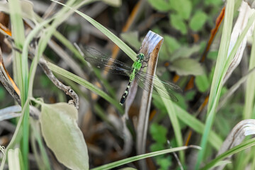 dragonfly on a blade of grass
