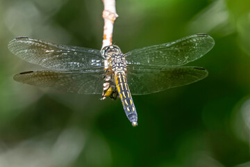 dragonfly on a branch