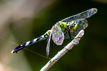 dragonfly on a branch
