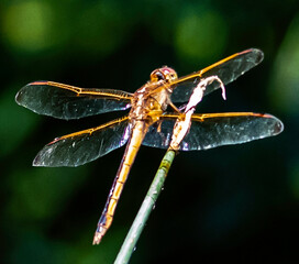 close up of dragonfly
