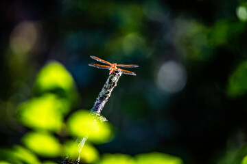 dragonfly on a branch