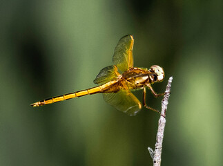 close up of a dragonfly