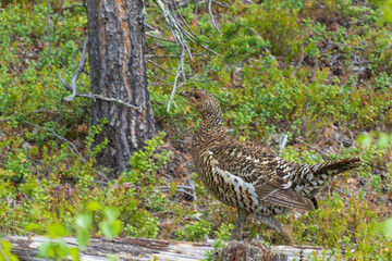 Fototapeta premium Black grouse (Lyrurus tetrix) female