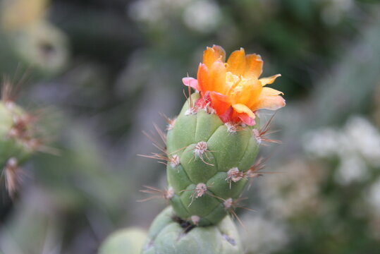 Kaktus - Bl&uuml;te - Peru