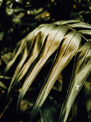 close up of a plant