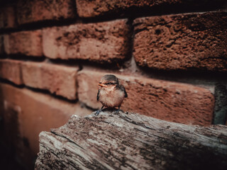sparrow on a fence