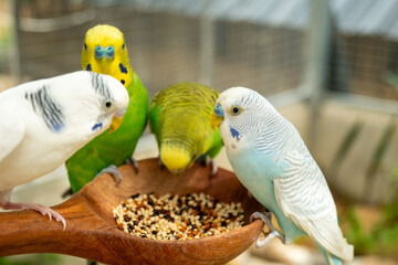 Parrots eat food in the morning. Raising parrots in Thailand.