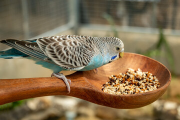 Parrots eat food in the morning. Raising parrots in Thailand. © nopporn