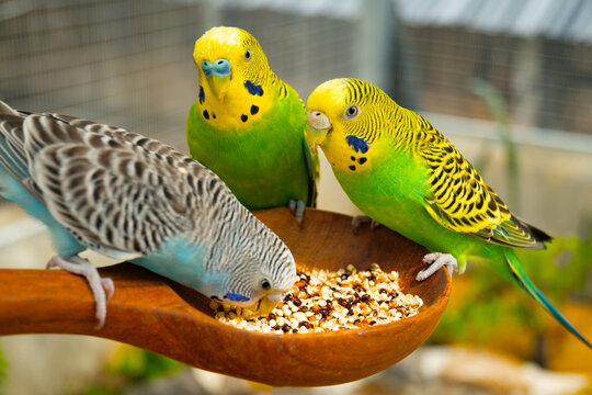 Parrots eat food in the morning. Raising parrots in Thailand.