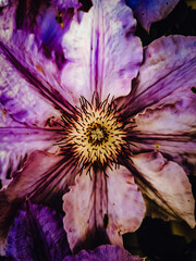 close up of a flower